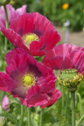 Picture of Papaver Somniferum Hens and Chickens
