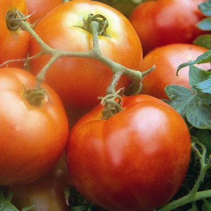 Picture of Tomato Ailsa Craig