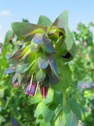 Picture of Cerinthe Major Purpurescens