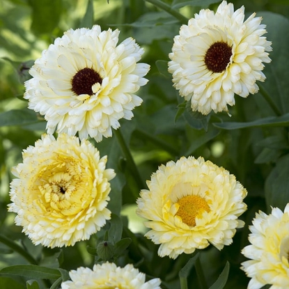 Picture of Calendula Snow Princess