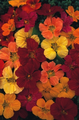 Picture of Nasturtium Tom Thumb Series Choice Mixed