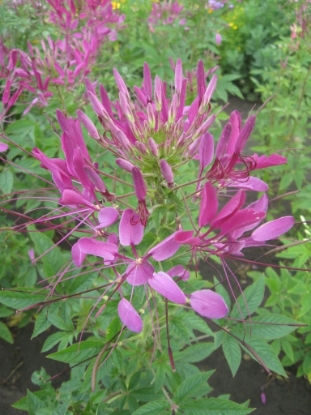 Picture of Cleome Violet Queen