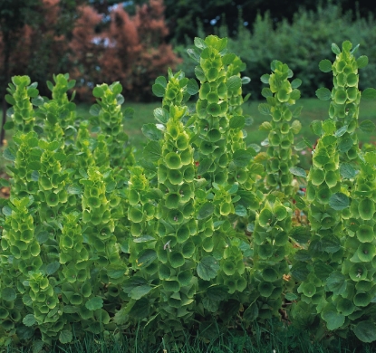 Picture of Bells of Ireland - Molucella Laevis