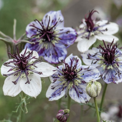 Picture of Nigella Delft Blue