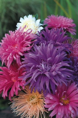 Picture of Aster Ostrich Plume Mixed