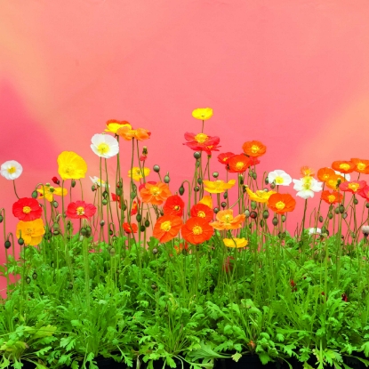 Picture of Papaver Nudicaule Garden Gnome