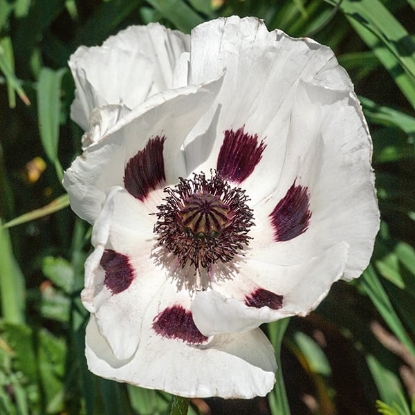 Picture of Papaver Orientale Royal Wedding