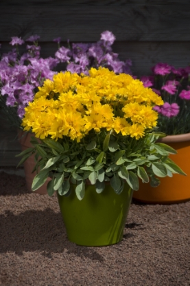 Picture of Coreopsis Presto