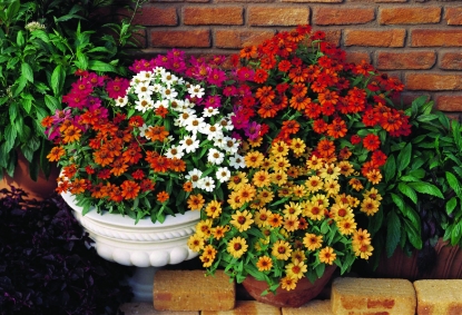 Picture of Zinnia Elegans Profusion Mix