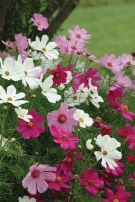Picture of Cosmos Sonata Series Mixed Premium