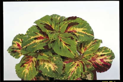 Picture of Coleus Super Rainbow Mixed
