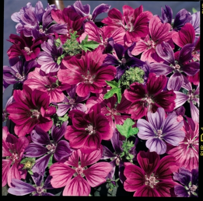 Picture of Malva Sylvestris Mystic Merlin