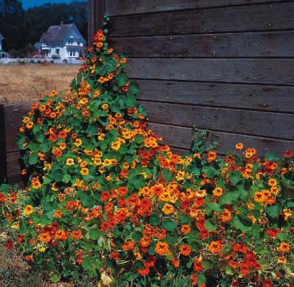 Picture of Nasturtium Tall Climbing Mixture