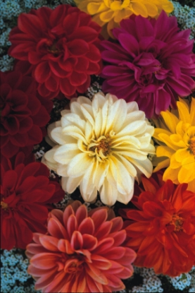 Picture of Dahlia Unwins Dwarf Hybrids