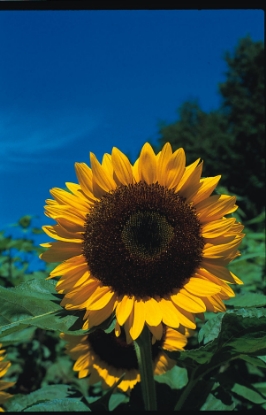 Picture of Helianthus (Sunflower) Tall Single