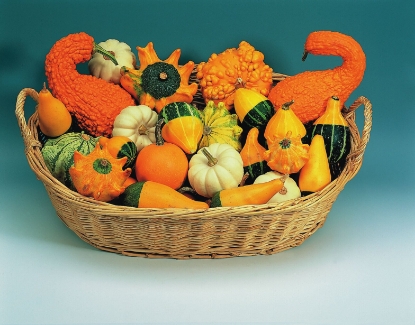 Picture of Ornamental Gourd Improved Ornamental Mixed