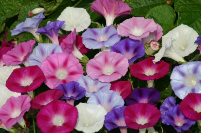 Picture of Ipomoea Lazy Luxe Mixed