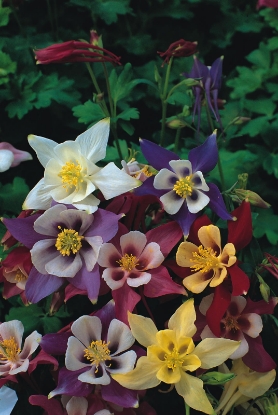 Picture of Aquilegia Mckanas Giant Mixed
