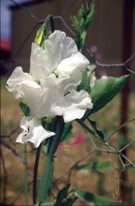 Picture of Sweet Pea - Memorial Flight