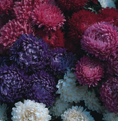 Picture of Aster Milady Mixed