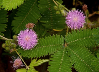 Picture of Mimosa Pudica