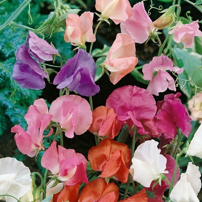 Picture of Sweet Pea Special Mixed