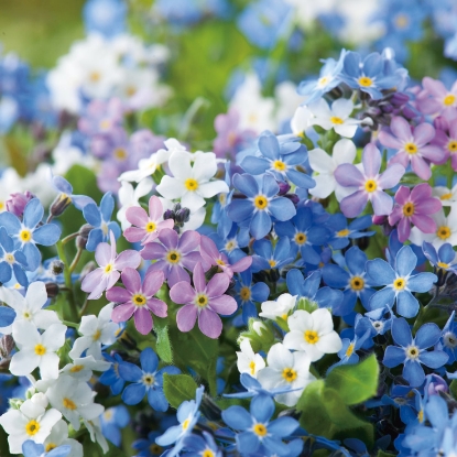 Picture of Myosotis (Forget-Me-Not) Victoria Mixed
