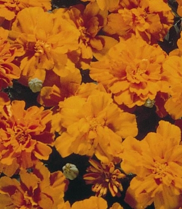 Picture of French Marigold Safari Series Tangerine