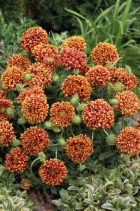 Picture of Gaillardia Sundance
