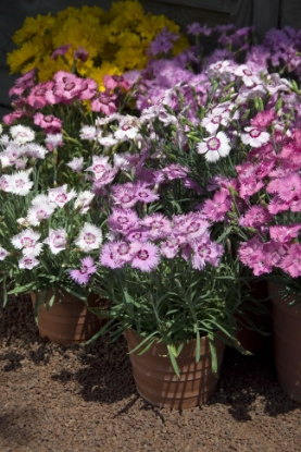 Picture of Dianthus Sweetness Mixed