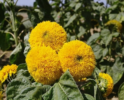 Picture of Helianthus (Sunflower) Teddy Bears