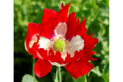Picture of Papaver Victoria Cross