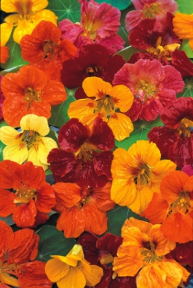 Picture of Nasturtium Whirlybird Series Blended Mixture
