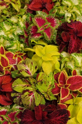 Picture of Coleus Wizard Mixed
