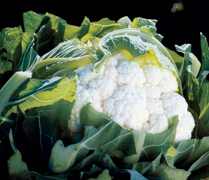 Picture of Cauliflower Aviron F1