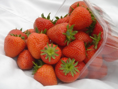 Picture of Strawberry Plants - Christine (Early Season) - November 2026 Delivery