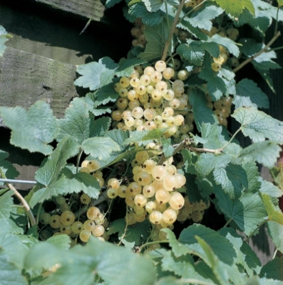 Picture of Whitecurrant Blanka - March 2026 Delivery