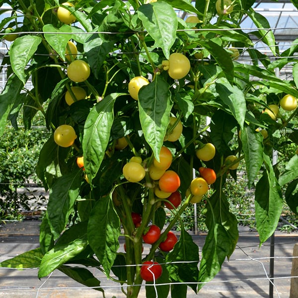 Little Bomb Pepper Seeds | Wholesale & commercial seed merchants and ...