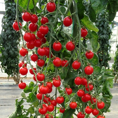 Picture of Tomato Bite Size (AGM)