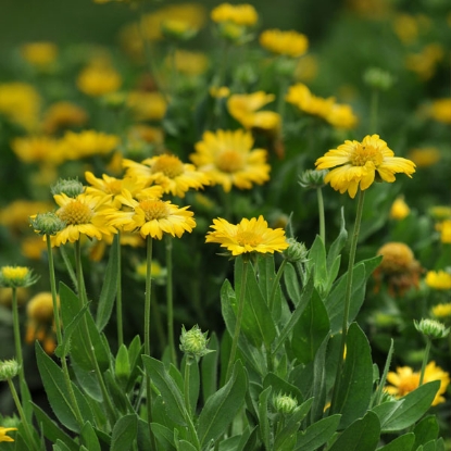 Picture of Gaillardia Mesa Yellow F1