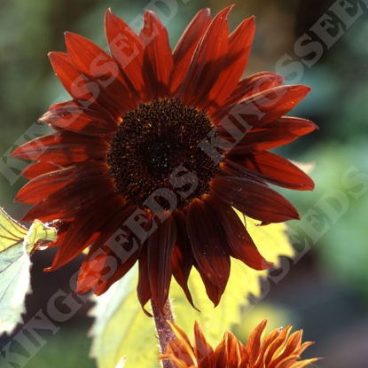 Picture of Helianthus (Sunflower) Claret F1