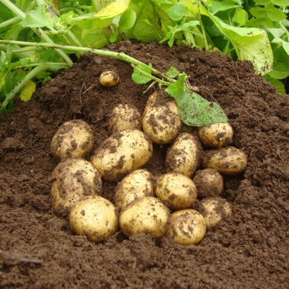 Picture of Potatoes Premiere - First Early
