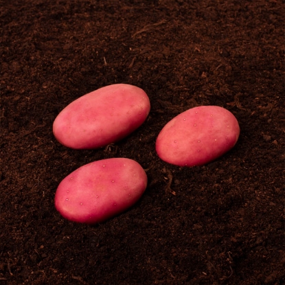 Picture of Potatoes Java - Main Crop