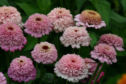 Picture of Zinnia Elegans Zinderella Lilac