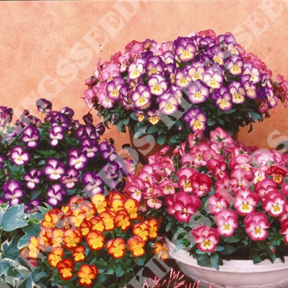 Picture of Pansy Ultima Radiance Mixed F1