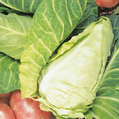 Picture of Cabbage April