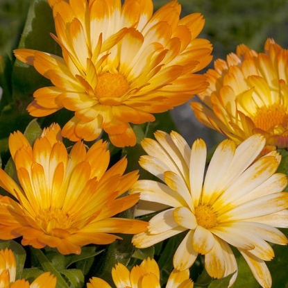Picture of Calendula Oopsy Daisy