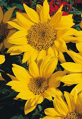 Picture of Helianthus (Sunflower) Pacino