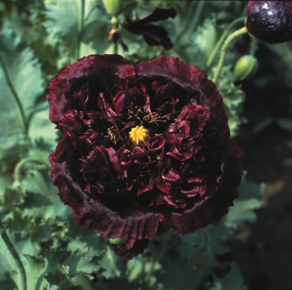 Picture of Papaver Paeoniflorum Black Peony