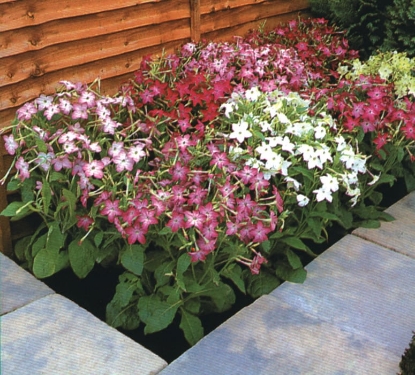Picture of Nicotiana Roulette F2